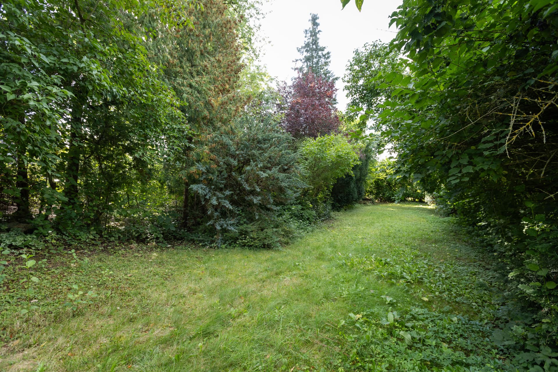 Länglicher, dicht bewachsener Gartenbereich mit Rasenweg
