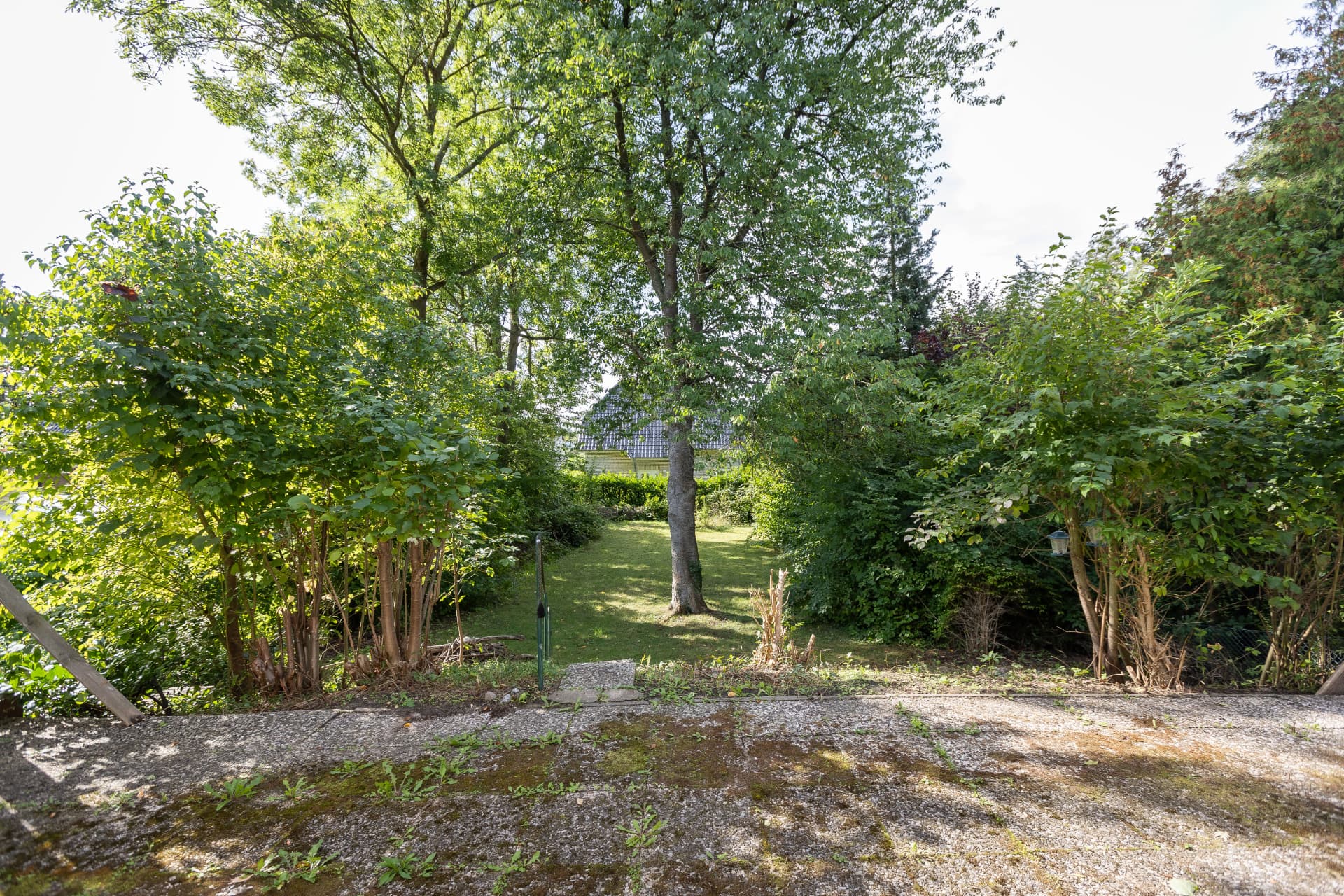 Blick vom Haus über die Rasenfläche mit großem Baum